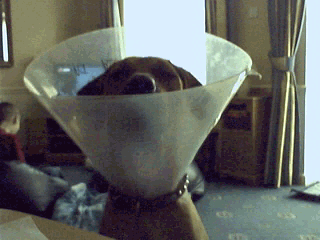 dogcone.gif